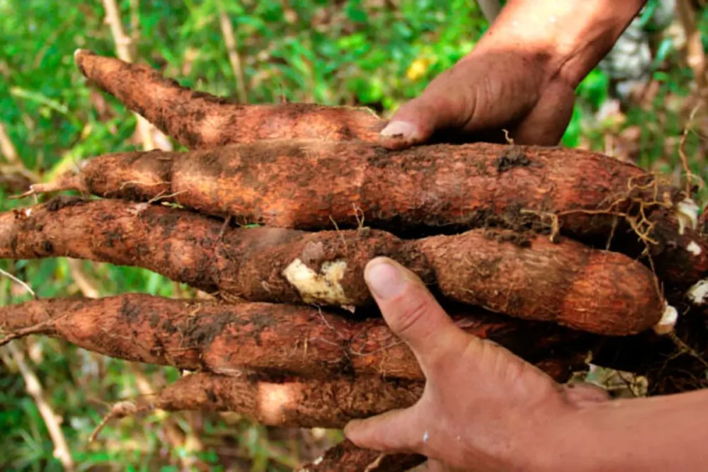 Cosecha de yuca. Foto: Archivo