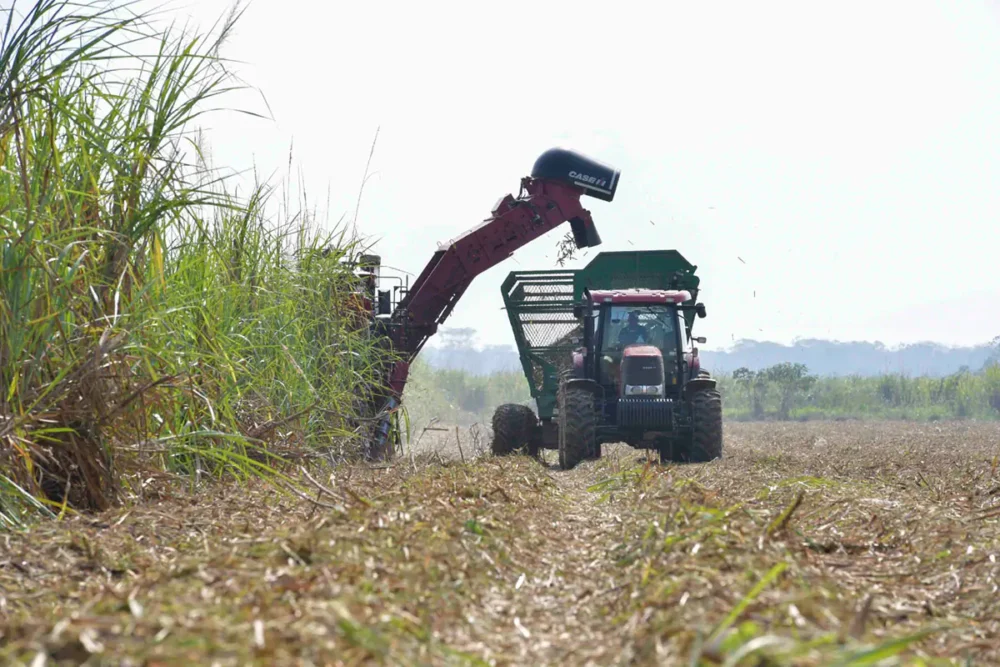 Productores cañeros en la zafra. Foto: Archivo