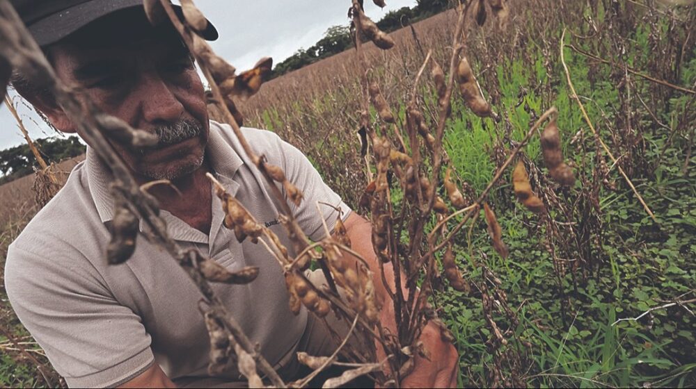 Las lluvias, plagas y bajos precios acorralan a productores del agro- Las lluvias, plagas y bajos precios acorralan a productores del agro