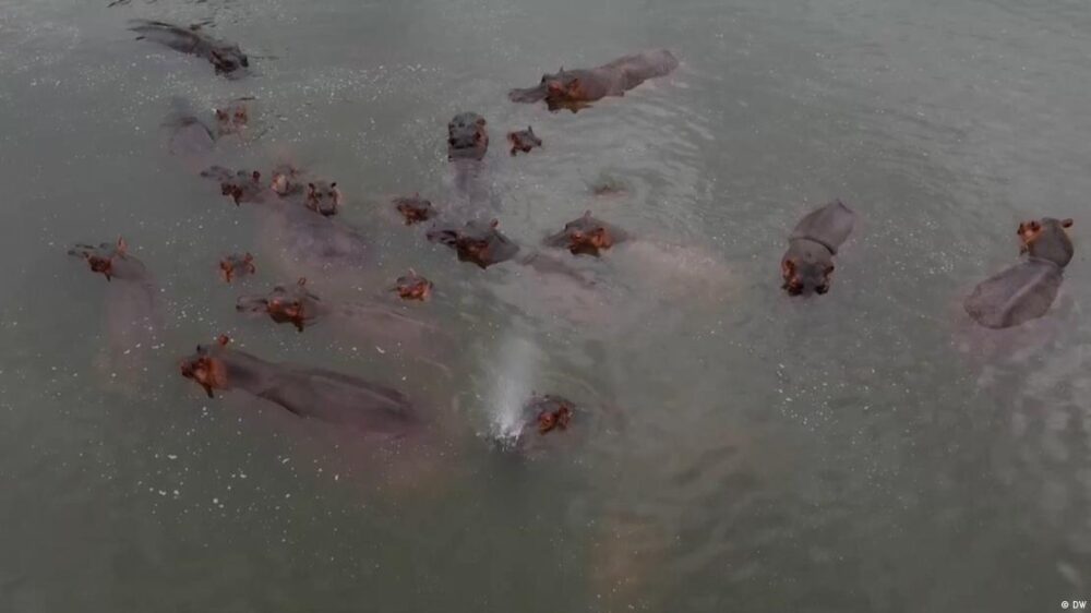 Los días de los 80 hipopótamos en Colombia podrían llegar pronto a su fin, gracias a la iniciativa de Anant Ambani. Los días de los 80 hipopótamos en Colombia podrían llegar pronto a su fin, gracias a la iniciativa de Anant Ambani.