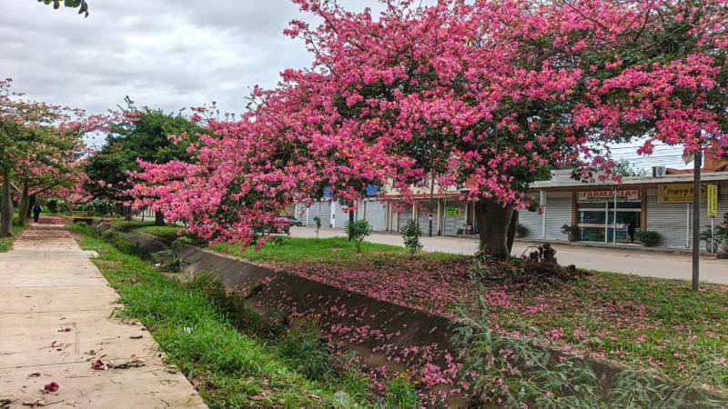 El Toborochi está en flor El Toborochi está en flor