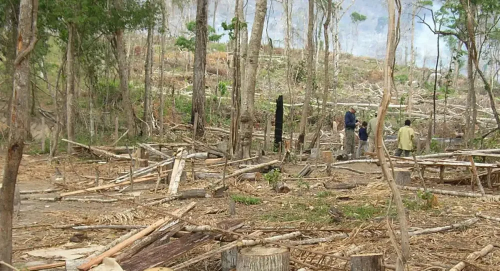 Bolivia vuelve a ocupar el segundo lugar en pérdida de bosques primarios. FOTO: Cámara Forestal de Bolivia