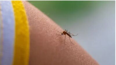 Fiebre amarilla en Santa Cruz: Todo lo que debes saber tras la alerta sanitaria