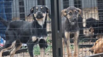 Esto es lo que pagará la dueña de un criadero ilegal en Cochabamba y no recuperará a los perros