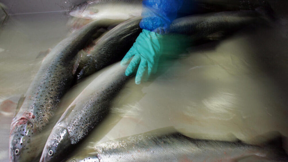 La industria del salmón chilena es la segunda más grande del mundo después de la Noruega.