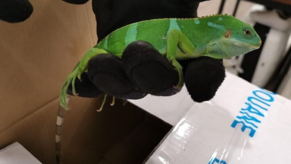 Una iguana decomisada por las aduanas francesas en 2024.