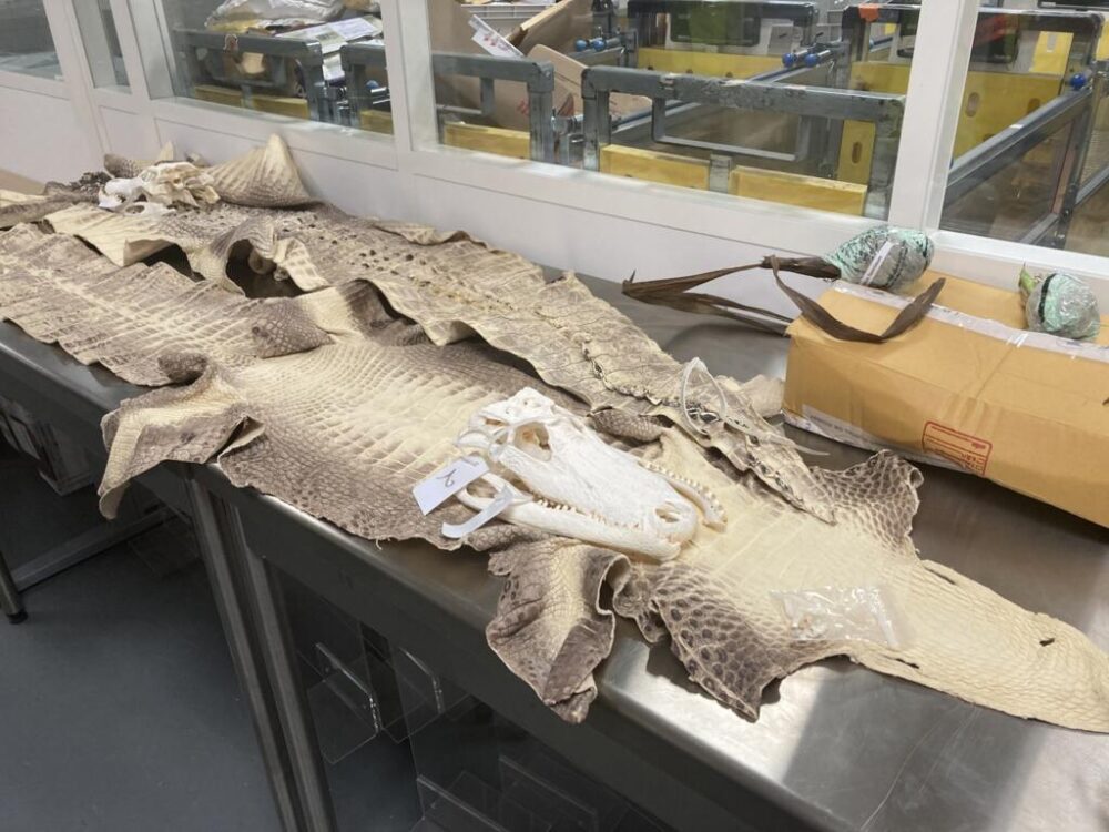 Dos pieles y cráneos de caimanes procedentes de EE.UU. decomisados en el aeropuerto de París Charles de Gaulle (Roissy) en mayo de 2025. Los caímanes forman parte de las especies protegidas por la Convención sobre el comercio de animales CITES.