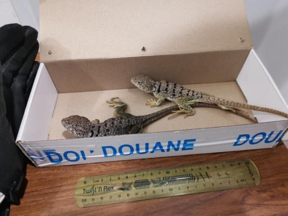 Reptiles interceptados por las autoridades francesas.