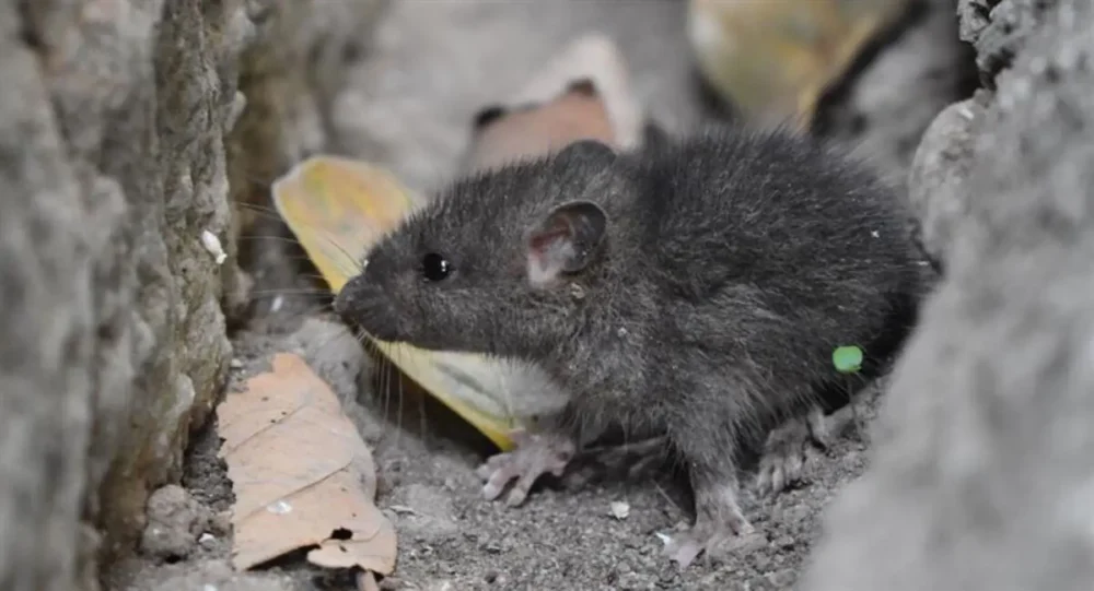 El hantavirus es una enfermedad que se transmite a través de fluidos de roedores. FOTO: RRSS