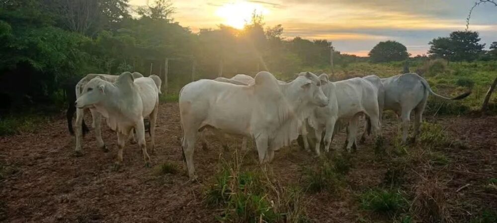 EXPECTATIVA EN EL BENI: SECTOR PRODUCTIVO VE CON ESPERANZA LA MEDIDA, MIENTRAS SURGEN ALERTAS POR GARANTÍAS CIVILES