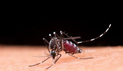 El mosquito antidengue es un gran avance pero no soluciona un problema de alcance nacional en Brasil