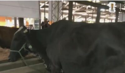 Esmeralda, la vaca más lechera, será una de las atracciones de la Exponorte 2026