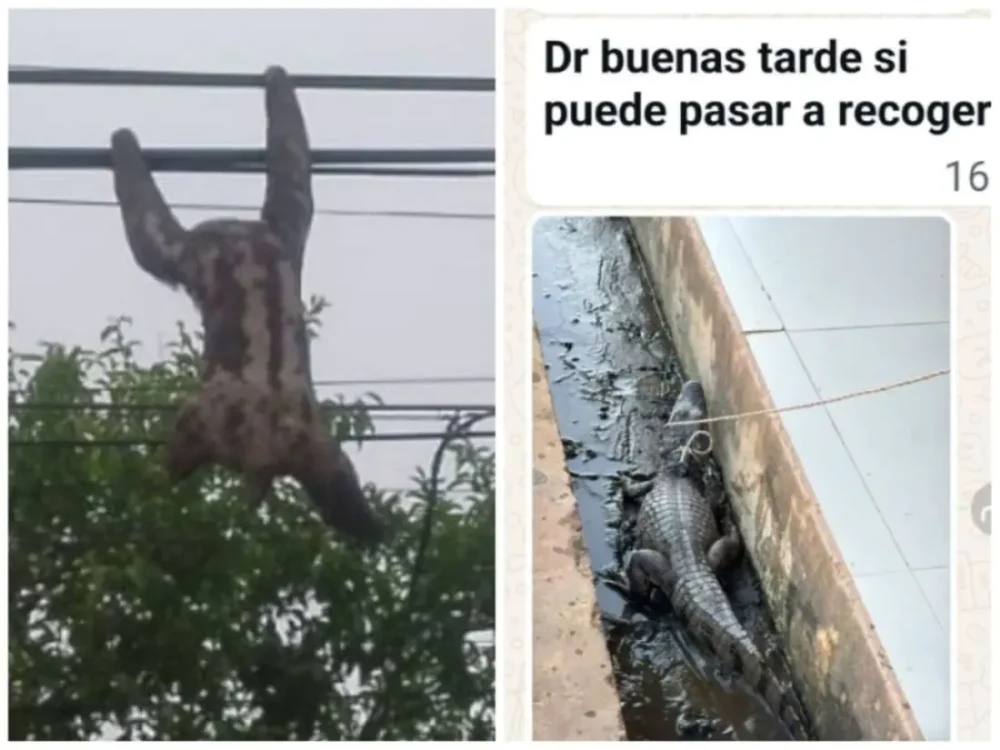 Al menos 10 animales mueren en Beni por falta de auxilio. FOTO: Marco Greminger.