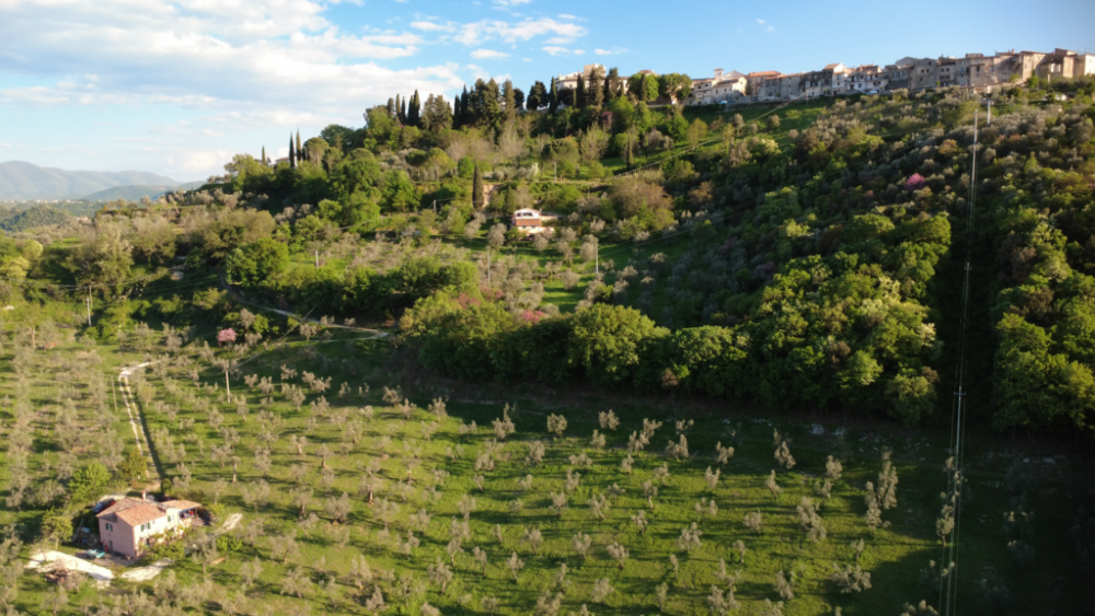 Olivar en Mompeo, al norte de Roma.
